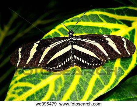Stock Photo - Zebra Longwing butterfly on a Sanchezia Nobilis tropical plant leaf. Fotosearch
