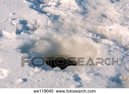 Arctic, Russia, Russian north, Kareliya, White sea View Large Photo Image Stock Image - Arctic, Russia, Russian north, Kareliya, White sea. Fotosearch