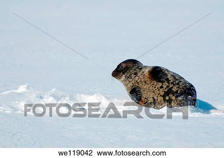 Arctic, Russia, Russian north, Kareliya, White sea View Large Photo Image Stock Image - Arctic, Russia, Russian north, Kareliya, White sea. Fotosearch