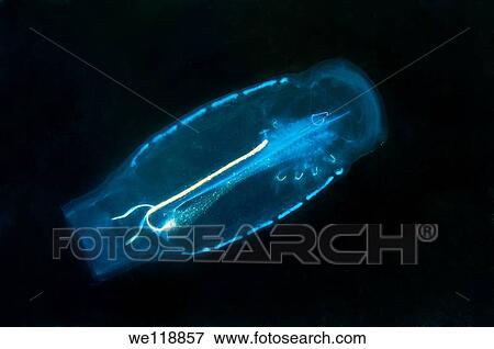 Baker`s cyclosalpa cyclosalpa bakeri Japan sea, Far East, Primorsky Krai, Russian Federation View Large Photo Image Stock Photo - Baker`s cyclosalpa cyclosalpa bakeri Japan sea, Far East, Primorsky Krai, Russian Federation. Fotosearch
