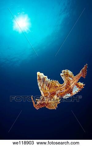 barbed huchback poacher agonomalus proboseidalis Japan sea, Far East, Primorsky Krai, Russian Federation View Large Photo Image Stock Image - barbed huchback poacher agonomalus proboseidalis Japan sea, Far East, Primorsky Krai, Russian Federation. Fotosearch