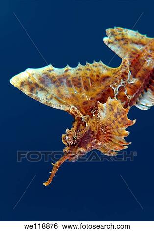 barbed huchback poacher agonomalus proboseidalis Japan sea, Far East, Primorsky Krai, Russian Federation View Large Photo Image Stock Photograph - barbed huchback poacher agonomalus proboseidalis Japan sea, Far East, Primorsky Krai, Russian Federation. Fotosearch