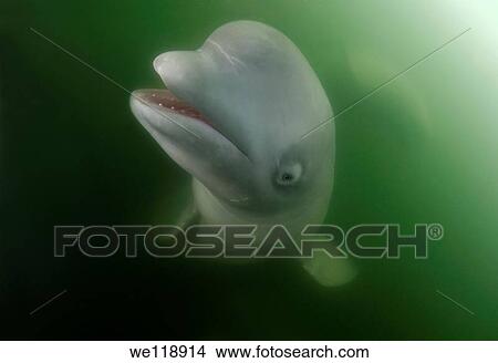 Picture - Beluga whale Delphinapterus leucas Japan sea, Far East, Primorsky Krai, Russian Federation. Fotosearch
