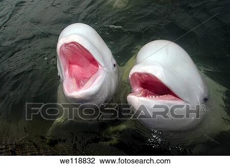 Stock Image - Beluga whale Delphinapterus leucas Japan sea, Far East, Primorsky Krai, Russian Federation. Fotosearch