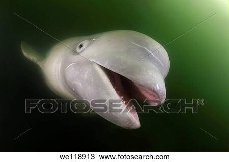 Beluga whale Delphinapterus leucas Japan sea, Far East, Primorsky Krai, Russian Federation View Large Photo Image Stock Image - Beluga whale Delphinapterus leucas Japan sea, Far East, Primorsky Krai, Russian Federation. Fotosearch