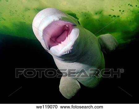 Beluga, White whale Delphinapterus leucas, White Sea, Karelia, north Russia, Arctic View Large Photo Image Stock Image - Beluga, White whale Delphinapterus leucas, White Sea, Karelia, north Russia, Arctic. Fotosearch
