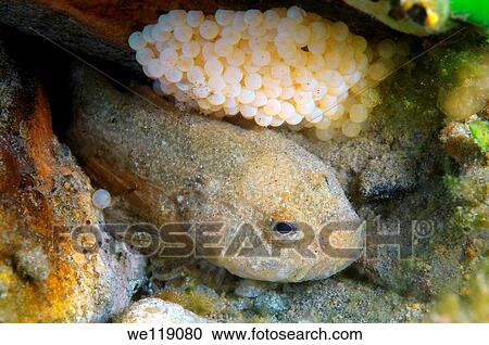 Bighead sculpin, Bol´shegolovaya shirokolobka protects caviar Batrachocottus baicalensis Lake Baikal, Siberia, Russian Federation, Eurasia View Large Photo Image Stock Image - Bighead sculpin, Bol´shegolovaya shirokolobka protects caviar Batrachocottus baicalensis Lake Baikal, Siberia, Russian Federation, Eurasia. Fotosearch