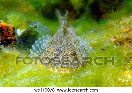 Bighead sculpin, Bol´shegolovaya shirokolobka Batrachocottus baicalensis Lake Baikal, Siberia, Russian Federation, Eurasia View Large Photo Image Stock Photo - Bighead sculpin, Bol´shegolovaya shirokolobka Batrachocottus baicalensis Lake Baikal, Siberia, Russian Federation, Eurasia. Fotosearch