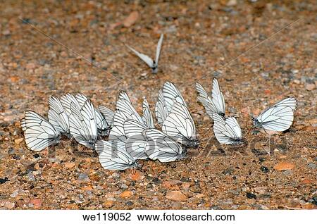 Black-veined White Aporia crataegi Lake Baikal, Siberia, Russian Federation View Large Photo Image Stock Image - Black-veined White Aporia crataegi Lake Baikal, Siberia, Russian Federation. Fotosearch