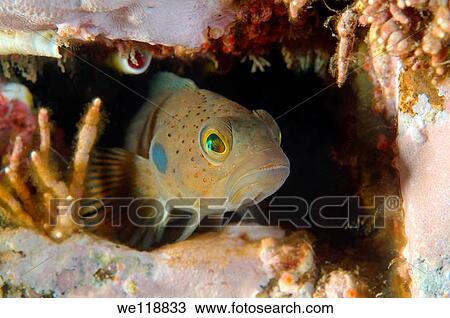 Stock Image - Blackspot ronquil Bathymaster derjugini Lindberg Japan sea, Far East, Primorsky Krai, Russian Federation. Fotosearch