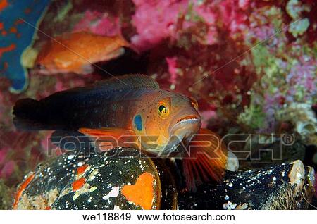 Blackspot ronquil Bathymaster derjugini Lindberg Japan sea, Far East, Primorsky Krai, Russian Federation View Large Photo Image Stock Photo - Blackspot ronquil Bathymaster derjugini Lindberg Japan sea, Far East, Primorsky Krai, Russian Federation. Fotosearch