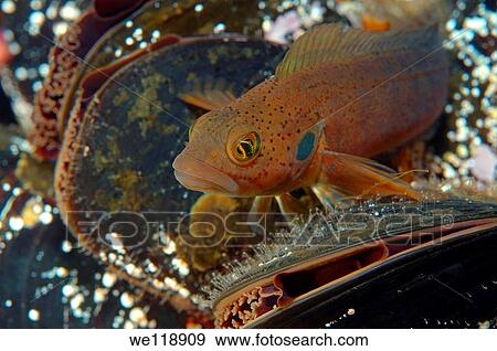 Blackspot ronquil Bathymaster derjugini Lindberg Japan sea, Far East, Primorsky Krai, Russian Federation View Large Photo Image Stock Photo - Blackspot ronquil Bathymaster derjugini Lindberg Japan sea, Far East, Primorsky Krai, Russian Federation. Fotosearch