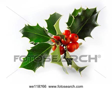Stock Photograph - Christmas Holly leaves & berries. Fotosearch
