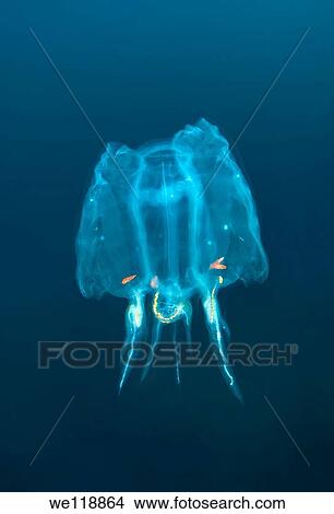 colony Baker`s cyclosalpa cyclosalpa bakeri Japan sea, Far East, Primorsky Krai, Russian Federation View Large Photo Image Picture - colony Baker`s cyclosalpa cyclosalpa bakeri Japan sea, Far East, Primorsky Krai, Russian Federation. Fotosearch