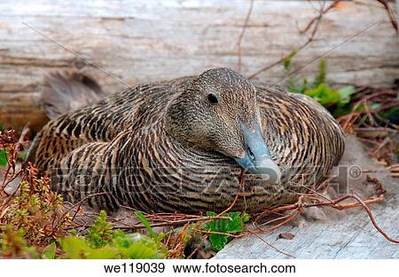 Common Eider Somateria mollissima, Arctic coastline of Kola Peninsula, Russia, Barents Sea View Large Photo Image Stock Photo - Common Eider Somateria mollissima, Arctic coastline of Kola Peninsula, Russia, Barents Sea. Fotosearch