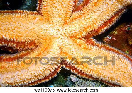 Common Starfish Asterias rubens, Arctic, Russia, Barents sea View Large Photo Image Stock Photography - Common Starfish Asterias rubens, Arctic, Russia, Barents sea. Fotosearch