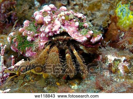 Stock Image - Crested Hermit crab Pagurus pectinatus Japan sea, Far East, Primorsky Krai, Russian Federation. Fotosearch