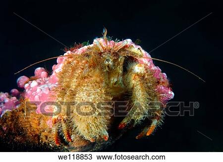 Crested Hermit crab Pagurus Pectinatus Japan sea, Far East, Primorsky Krai, Russian Federation, View Large Photo Image Stock Image - Crested Hermit crab Pagurus Pectinatus Japan sea, Far East, Primorsky Krai, Russian Federation,. Fotosearch