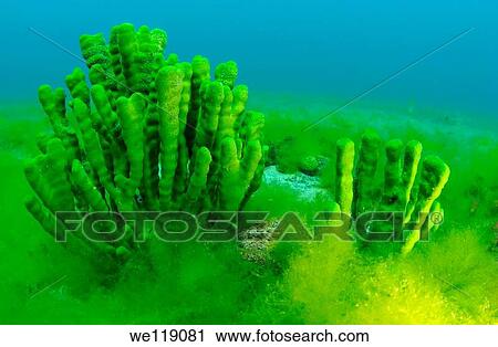 Demosponge Lubomirskia baicalensis, Lake Baikal, Siberia, the Russian Federation, Eurasia View Large Photo Image Stock Image - Demosponge Lubomirskia baicalensis, Lake Baikal, Siberia, the Russian Federation, Eurasia. Fotosearch