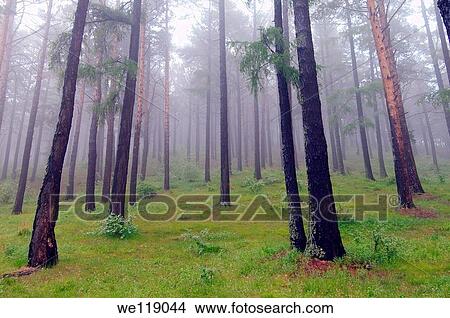 fog in a taiga Lake Baikal, Siberia, Russian Federation View Large Photo Image Picture - fog in a taiga Lake Baikal, Siberia, Russian Federation. Fotosearch
