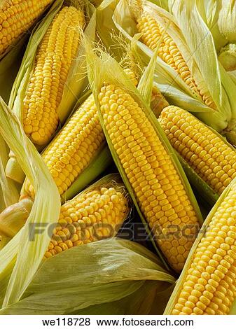 Fresh cobs of Maize, Corn Sweetcorn photos View Large Photo Image Stock Photo - Fresh cobs of Maize, Corn Sweetcorn photos. Fotosearch