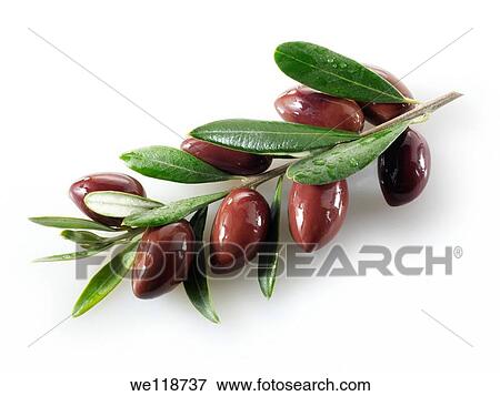 Fresh kalamata olives on an olive sprig photos, pictures & images View Large Photo Image Stock Photo - Fresh kalamata olives on an olive sprig photos, pictures & images. Fotosearch