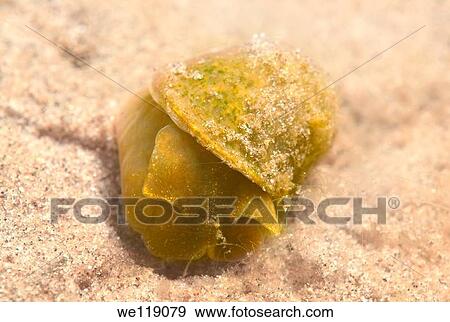 Galicia Spain Fresh water snail, Wandering snail, Small pond snail Lymnaea peregra Lake Baikal, Siberia, Russian Federation, Eurasia View Large Photo Image Stock Photo - Galicia Spain Fresh water snail, Wandering snail, Small pond snail Lymnaea peregra Lake Baikal, Siberia, Russian Federation, Eurasia. Fotosearch