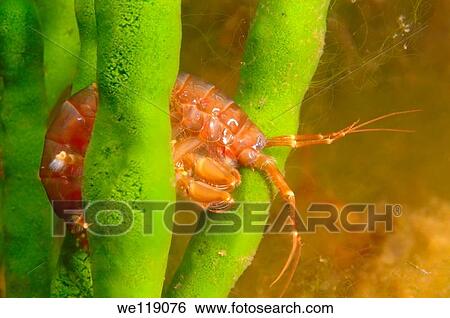 Gammarid Eulimnogammarus violaceus Lake Baikal, Siberia, Russian Federation, Eurasia View Large Photo Image Stock Photograph - Gammarid Eulimnogammarus violaceus Lake Baikal, Siberia, Russian Federation, Eurasia. Fotosearch