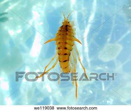 Gammarus Eulimnogammarus verrucosus lake Baikal, Siberia, Russia, island Olkhon View Large Photo Image Stock Photo - Gammarus Eulimnogammarus verrucosus lake Baikal, Siberia, Russia, island Olkhon. Fotosearch