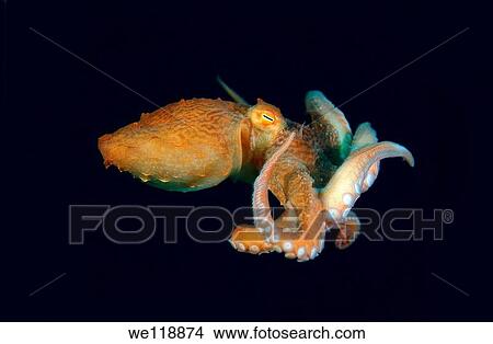 giant Pacific octopus or North Pacific giant octopus, Enteroctopus dofleini Japan sea, Far East, Primorsky Krai, Russian Federation View Large Photo Image Picture - giant Pacific octopus or North Pacific giant octopus, Enteroctopus dofleini Japan sea, Far East, Primorsky Krai, Russian Federation. Fotosearch