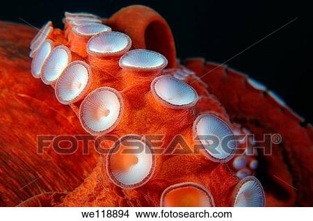 giant Pacific octopus or North Pacific giant octopus, Enteroctopus dofleini Japan sea, Far East, Primorsky Krai, Russian Federation View Large Photo Image Picture - giant Pacific octopus or North Pacific giant octopus, Enteroctopus dofleini Japan sea, Far East, Primorsky Krai, Russian Federation. Fotosearch