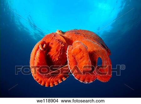 giant Pacific octopus or North Pacific giant octopus, Enteroctopus dofleini Japan sea, Far East, Primorsky Krai, Russian Federation View Large Photo Image Picture - giant Pacific octopus or North Pacific giant octopus, Enteroctopus dofleini Japan sea, Far East, Primorsky Krai, Russian Federation. Fotosearch