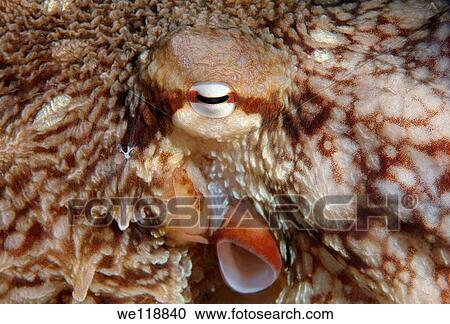 giant Pacific octopus or North Pacific giant octopus, Enteroctopus dofleini Japan sea, Far East, Primorsky Krai, Russian Federation View Large Photo Image Stock Image - giant Pacific octopus or North Pacific giant octopus, Enteroctopus dofleini Japan sea, Far East, Primorsky Krai, Russian Federation. Fotosearch