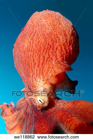 giant Pacific octopus or North Pacific giant octopus, Enteroctopus dofleini Japan sea, Far East, Primorsky Krai, Russian Federation View Large Photo Image Stock Image - giant Pacific octopus or North Pacific giant octopus, Enteroctopus dofleini Japan sea, Far East, Primorsky Krai, Russian Federation. Fotosearch