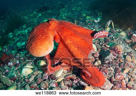 giant Pacific octopus or North Pacific giant octopus, Enteroctopus dofleini Japan sea, Far East, Primorsky Krai, Russian Federation View Large Photo Image Stock Image - giant Pacific octopus or North Pacific giant octopus, Enteroctopus dofleini Japan sea, Far East, Primorsky Krai, Russian Federation. Fotosearch