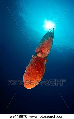 giant Pacific octopus or North Pacific giant octopus, Enteroctopus dofleini Japan sea, Far East, Primorsky Krai, Russian Federation View Large Photo Image Stock Image - giant Pacific octopus or North Pacific giant octopus, Enteroctopus dofleini Japan sea, Far East, Primorsky Krai, Russian Federation. Fotosearch