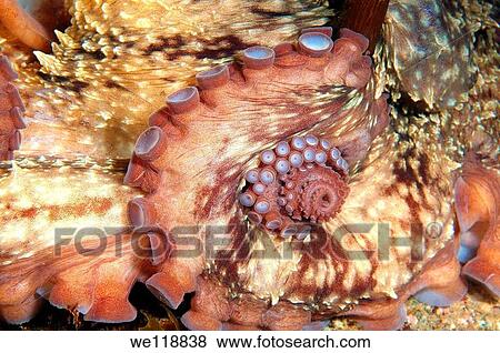 giant Pacific octopus or North Pacific giant octopus, Enteroctopus dofleini Japan sea, Far East, Primorsky Krai, Russian Federation View Large Photo Image Stock Photo - giant Pacific octopus or North Pacific giant octopus, Enteroctopus dofleini Japan sea, Far East, Primorsky Krai, Russian Federation. Fotosearch