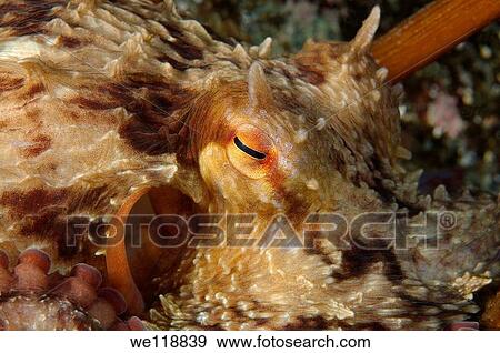 giant Pacific octopus or North Pacific giant octopus, Enteroctopus dofleini Japan sea, Far East, Primorsky Krai, Russian Federation View Large Photo Image Stock Photo - giant Pacific octopus or North Pacific giant octopus, Enteroctopus dofleini Japan sea, Far East, Primorsky Krai, Russian Federation. Fotosearch