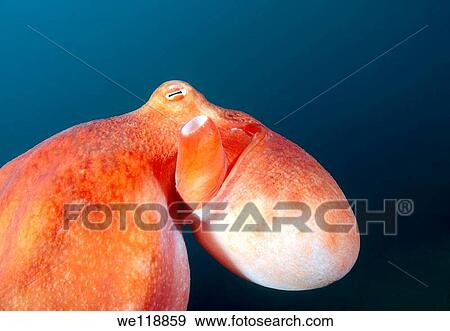 giant Pacific octopus or North Pacific giant octopus, Enteroctopus dofleini Japan sea, Far East, Primorsky Krai, Russian Federation View Large Photo Image Stock Photo - giant Pacific octopus or North Pacific giant octopus, Enteroctopus dofleini Japan sea, Far East, Primorsky Krai, Russian Federation. Fotosearch