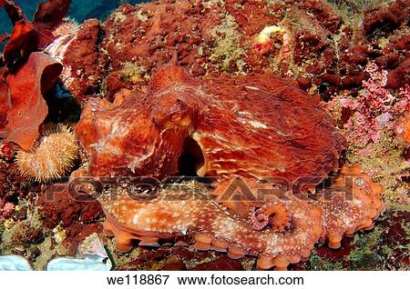 giant Pacific octopus or North Pacific giant octopus Enteroctopus dofleini Japan sea, Far East, Primorsky Krai, Russian Federation View Large Photo Image Stock Photo - giant Pacific octopus or North Pacific giant octopus Enteroctopus dofleini Japan sea, Far East, Primorsky Krai, Russian Federation. Fotosearch