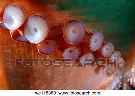 giant Pacific octopus or North Pacific giant octopus, Enteroctopus dofleini Japan sea, Far East, Primorsky Krai, Russian Federation View Large Photo Image Stock Photo - giant Pacific octopus or North Pacific giant octopus, Enteroctopus dofleini Japan sea, Far East, Primorsky Krai, Russian Federation. Fotosearch