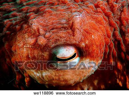 giant Pacific octopus or North Pacific giant octopus, Enteroctopus dofleini Japan sea, Far East, Primorsky Krai, Russian Federation View Large Photo Image Stock Photograph - giant Pacific octopus or North Pacific giant octopus, Enteroctopus dofleini Japan sea, Far East, Primorsky Krai, Russian Federation. Fotosearch