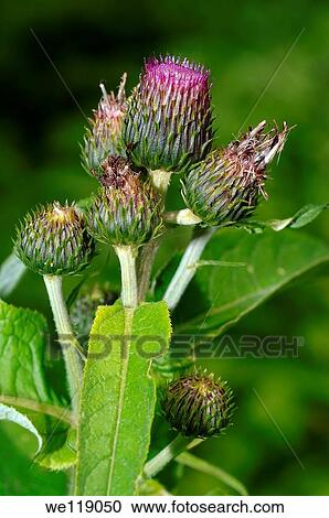 Greater burdock, edible burdock, burdock, lappa Arctium lappa Lake Baikal, Siberia, Russian Federation View Large Photo Image Stock Image - Greater burdock, edible burdock, burdock, lappa Arctium lappa Lake Baikal, Siberia, Russian Federation. Fotosearch