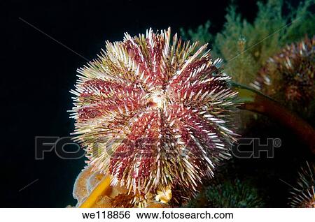 Stock Photograph - Green sea urchin Strongylocentrotus droebachiensis Japan sea, Far East, Primorsky Krai, Russian Federation. Fotosearch