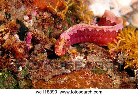 Greencockscombs Alectrias alectrolophus benjamini, Jordan et Snyder Japan sea, Far East, Primorsky Krai, Russian Federation View Large Photo Image Stock Image - Greencockscombs Alectrias alectrolophus benjamini, Jordan et Snyder Japan sea, Far East, Primorsky Krai, Russian Federation. Fotosearch