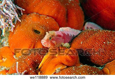 Greencockscombs Alectrias alectrolophus benjamini, Jordan et Snyder Japan sea, Far East, Primorsky Krai, Russian Federation View Large Photo Image Stock Photo - Greencockscombs Alectrias alectrolophus benjamini, Jordan et Snyder Japan sea, Far East, Primorsky Krai, Russian Federation. Fotosearch