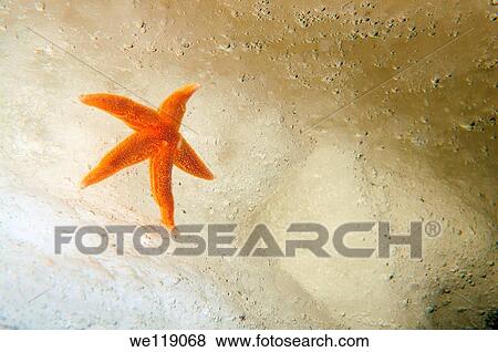 ice diving, Common Starfish or Starfish Asterias Asterias rubens, White Sea, Karelia, north Russia, Arctic View Large Photo Image Stock Photo - ice diving, Common Starfish or Starfish Asterias Asterias rubens, White Sea, Karelia, north Russia, Arctic. Fotosearch