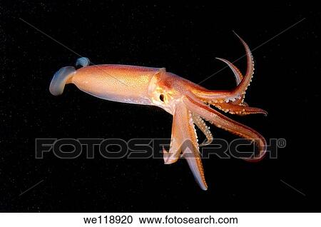 Japanese common squid or Japanese flying squid Todarodes pacificus Japan sea, Far East, Primorsky Krai, Russian Federation View Large Photo Image Stock Image - Japanese common squid or Japanese flying squid Todarodes pacificus Japan sea, Far East, Primorsky Krai, Russian Federation. Fotosearch