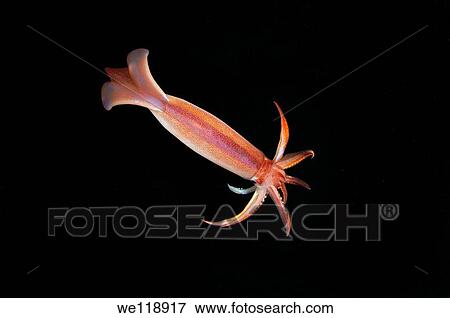 Japanese common squid or Japanese flying squid Todarodes pacificus Japan sea, Far East, Primorsky Krai, Russian Federation View Large Photo Image Stock Photo - Japanese common squid or Japanese flying squid Todarodes pacificus Japan sea, Far East, Primorsky Krai, Russian Federation. Fotosearch