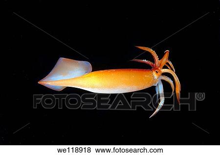 Japanese common squid or Japanese flying squid Todarodes pacificus Japan sea, Far East, Primorsky Krai, Russian Federation View Large Photo Image Stock Photo - Japanese common squid or Japanese flying squid Todarodes pacificus Japan sea, Far East, Primorsky Krai, Russian Federation. Fotosearch